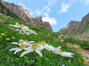 Pizzo dei Tre Signori (2554 m) dalla Val d’Inferno fiorita-24lu24 - fotogallery